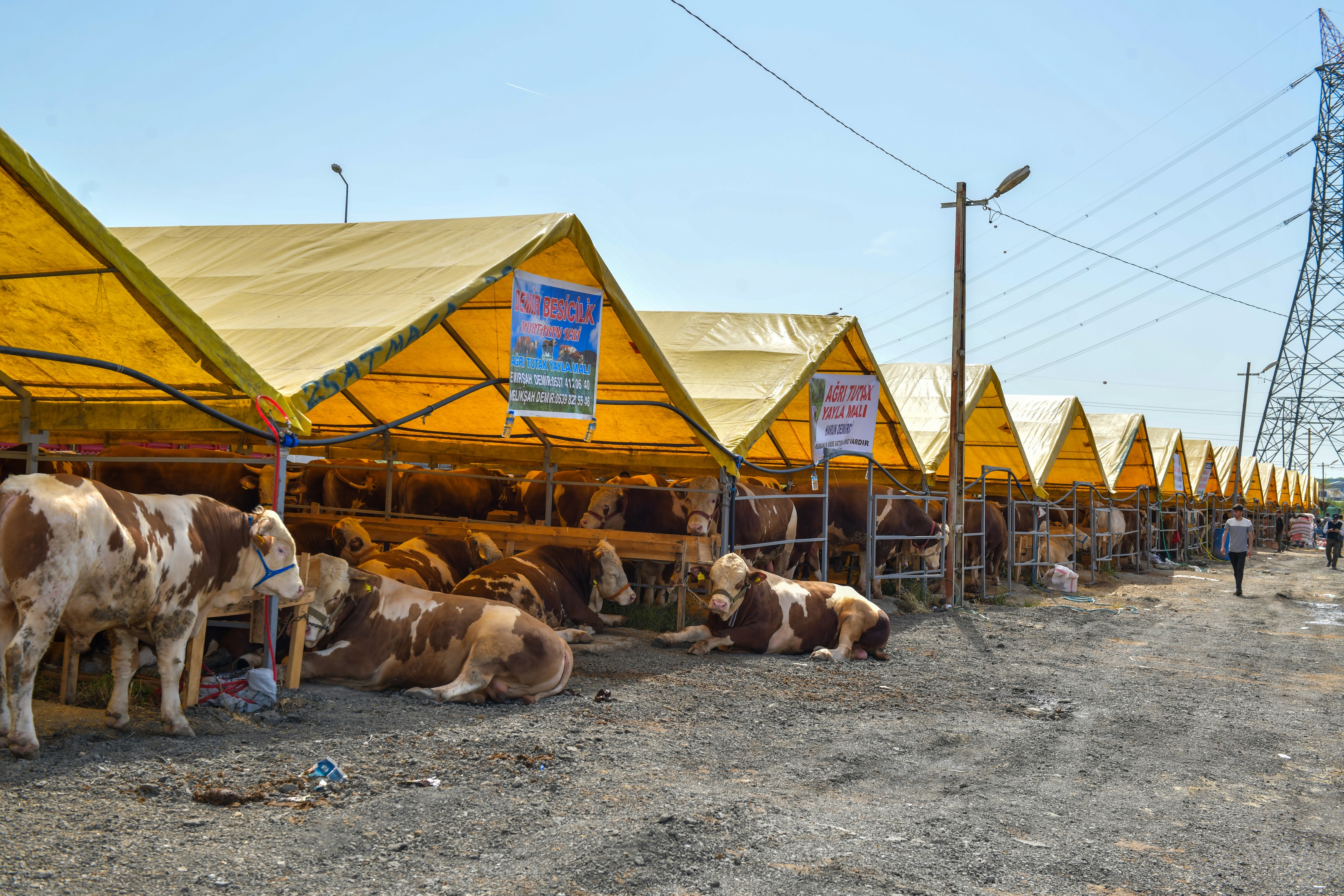 Esenyurt’ta Kurban Satış ve Kesim Alanı Hazır
