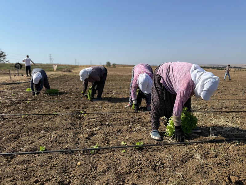 Silivri Belediyesi, kışlık fide ekimlerine başladı