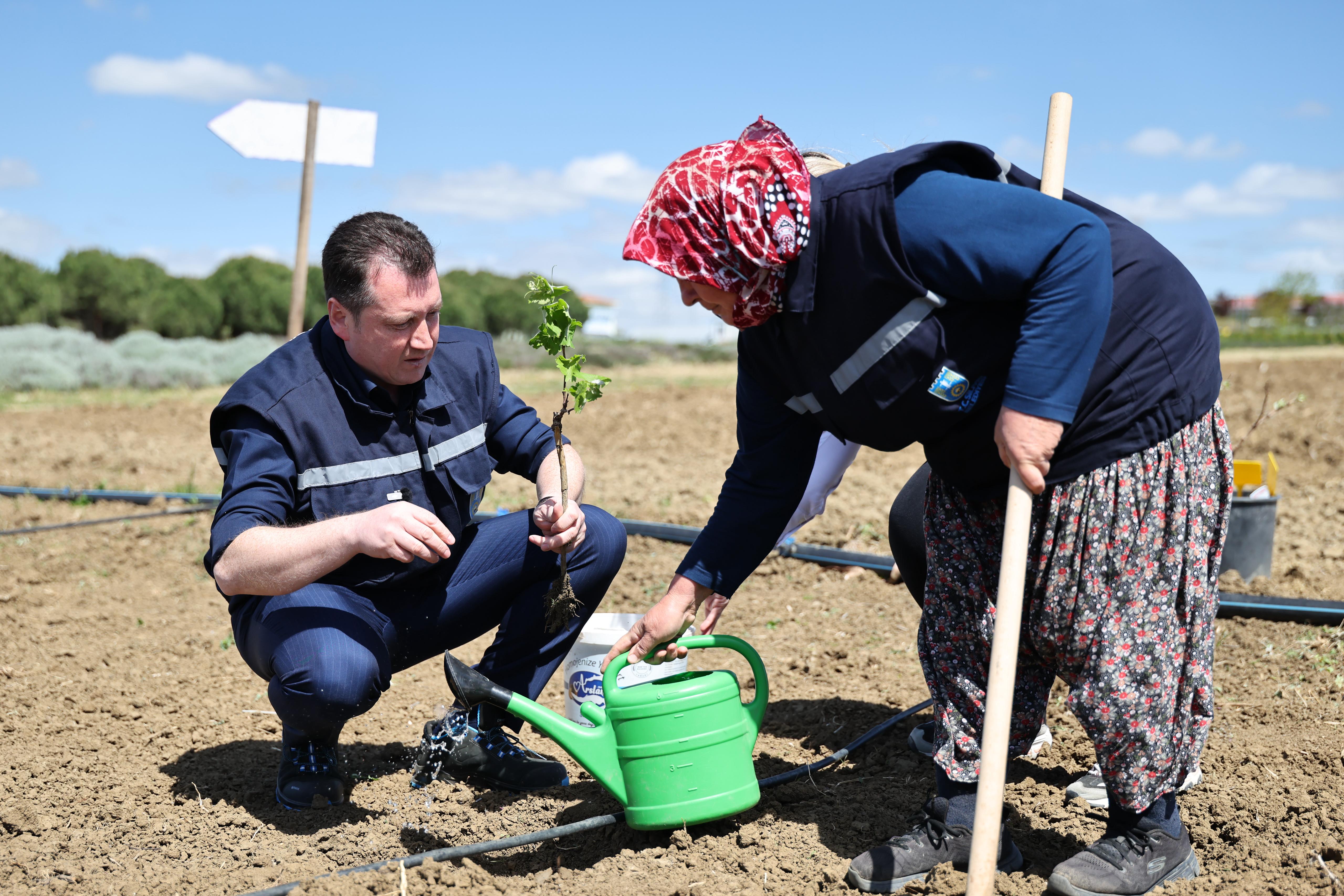 Silivri Belediyesi’nden Tarımsal Üretime Katkı: 10 Dönümlük Arazide Aşılı Asma Fidanı Dikimi Gerçekleştirildi