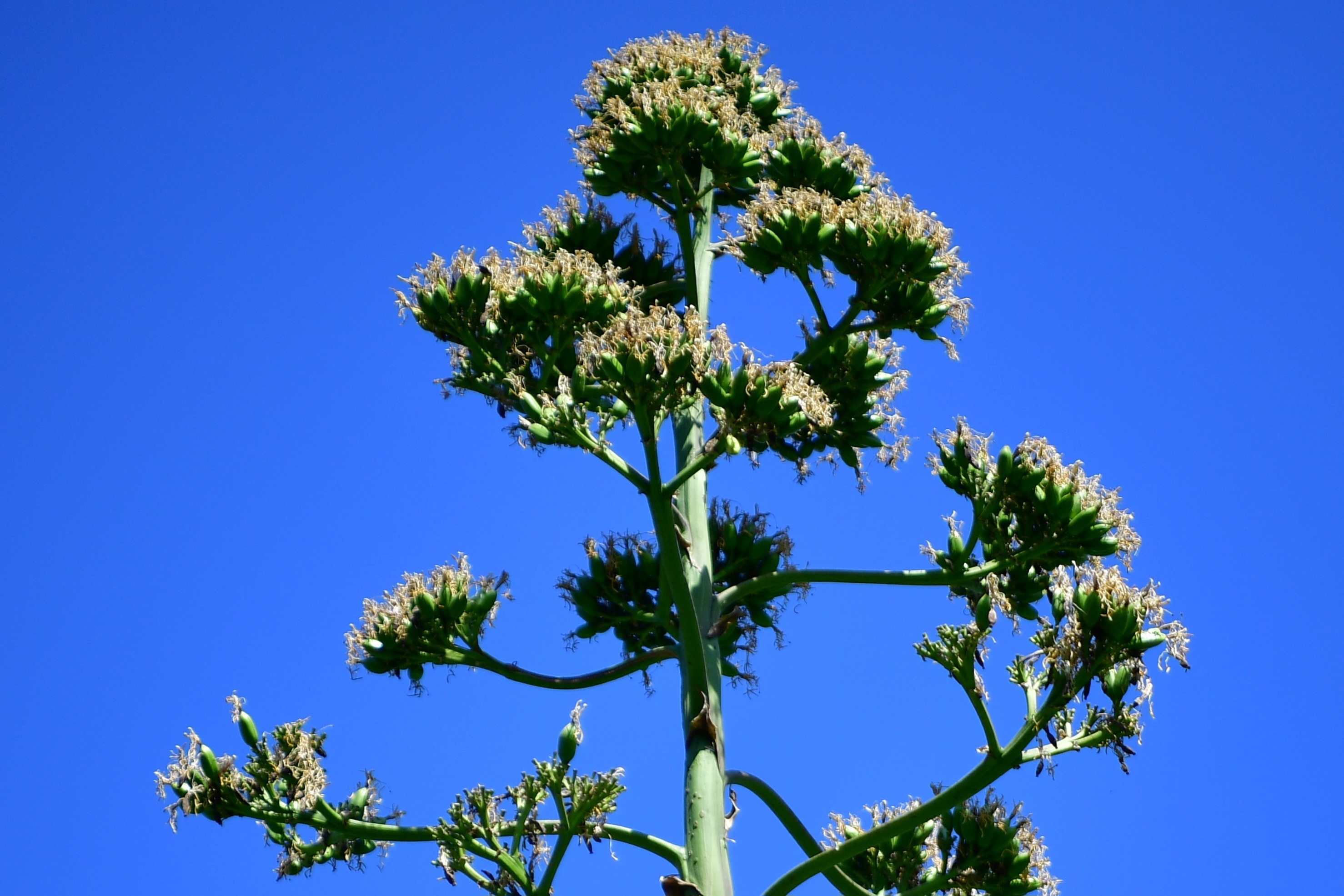 UNESCO listesindeki Agave bitkisi Beylikdüzü’nde çiçek açtı