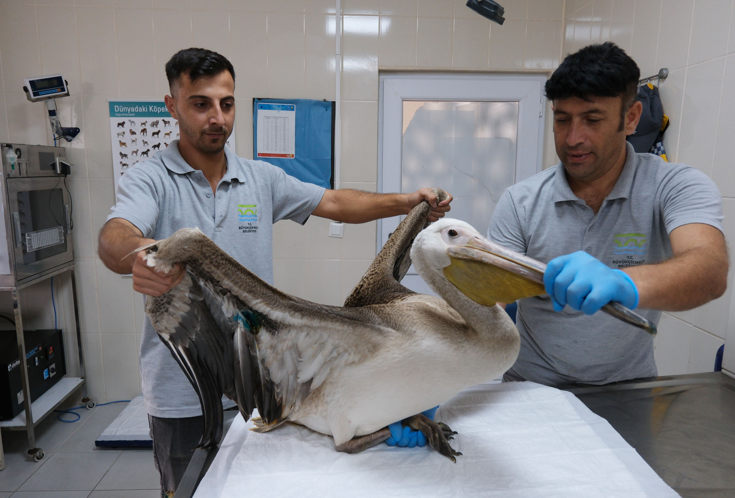 Göç yolculuğunda yaralanan pelikana ilk müdahale yapıldı