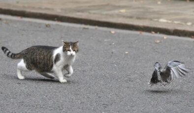Avustralya’da kedilere sokağa çıkma yasağı