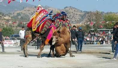 Aydın’da 1 yılın ardından yeniden deve güreşleri başladı