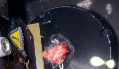 Danimarka’da bilim insanları insan beyninden alınan parçayı canlı tuttular