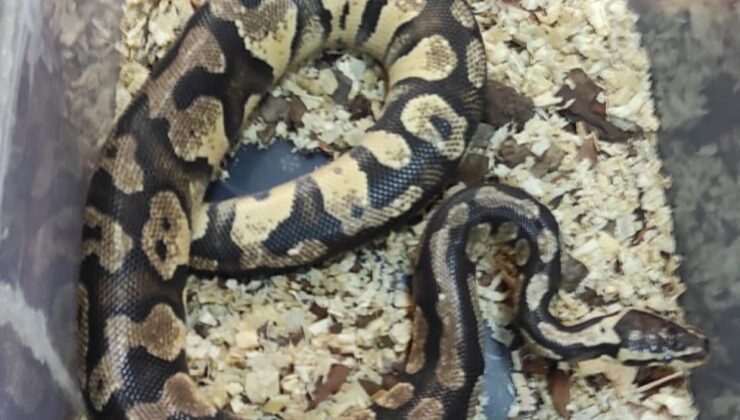 Kırıkkale’de piton besleyen kişiye para cezası