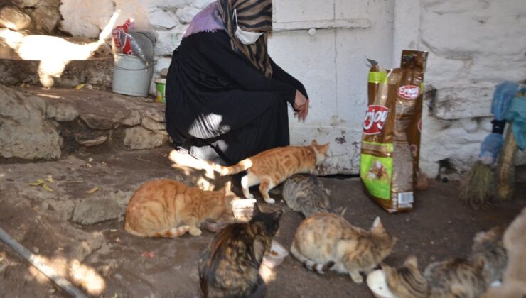 Muş’ta 8 yıldır sahiplendiği kedileri evinde besliyor