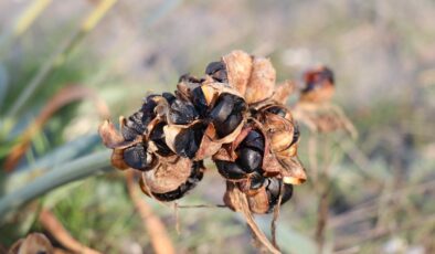 Sakarya’da yetişen Kum Zambağının koparılma cezası 80 bin lira