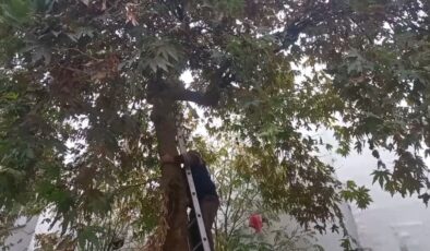 Şanlıurfalıların kedi kurtarma operasyonu