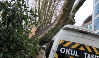 Sarıyer’deki lodos asırlık ağacı devirdi