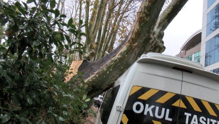 Sarıyer’deki lodos asırlık ağacı devirdi