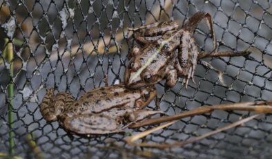 Türkiye’nin farklı kentlerinden toplanan kurbağalar, Avrupa’ya ihraç ediliyor