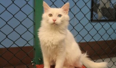 Van kedisi, dünyanın en güzel kedileri arasına girdi