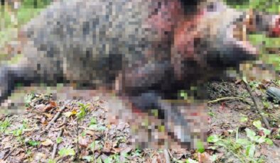 Zonguldak’ta avcılar 400 kiloluk domuzu etkisiz hale getirdi