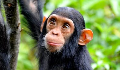 14 Aralık Dünya Maymunlar Günü: Maymunlar hakkında 17 ilginç bilgi