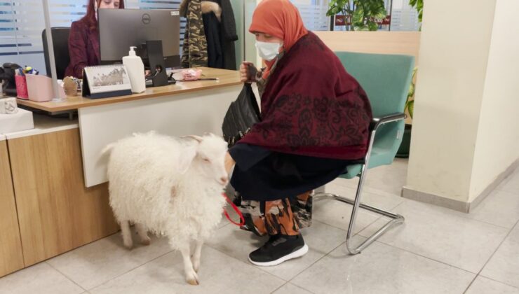 Ankara’da vergi borcunu yatırmaya keçisiyle gitti