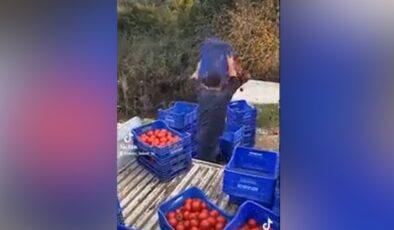 Antalyalı çiftçiden dolar isyanı: Domatesleri dereye döktü