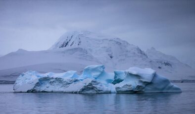 Antarktika kıtasında 77’den fazla yeni yaşam türü bulundu