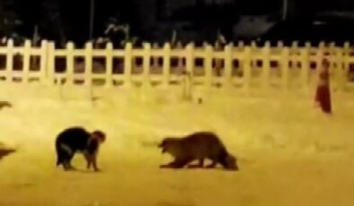 Ardahan’da tilkiyle kedinin kavgası, tebessüm ettirdi