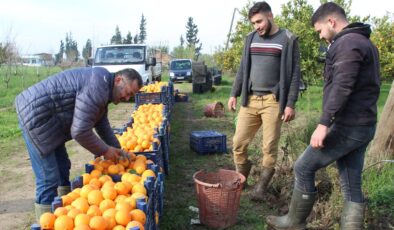 Aydın’da tarlada 2 lira olan portakal tezgahta 7 lira