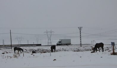 Bingöl’de atlar, donmak üzereyken kurtarıldı