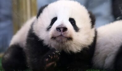 Çin’de 102 bin yıllık dev panda fosili bulundu