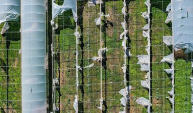 Devlet destekli tarım sigortalarının genel şartları belli oldu