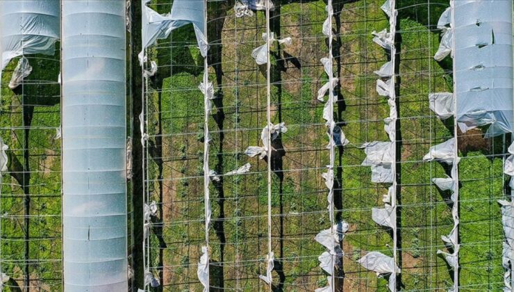 Devlet destekli tarım sigortalarının genel şartları belli oldu