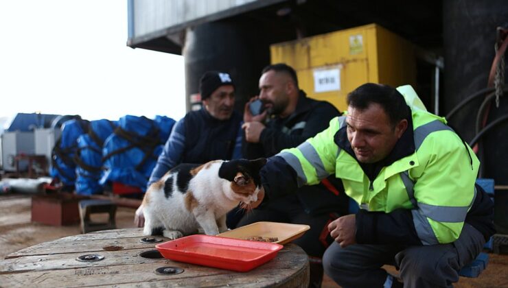 Gemide doğan kedi ‘Lolipop’, Türkiye’nin birçok limanını gördü
