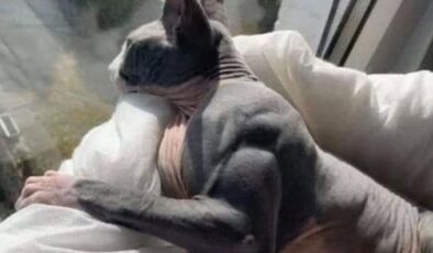 Hiç kaslı bir kedi gördünüz mü? Miyostatin hastası kedi ilgi odağı