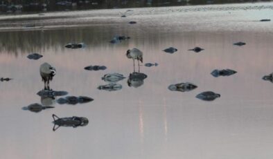 İsrail’de kuş gribi salgını: 5000 göçmen turna öldü