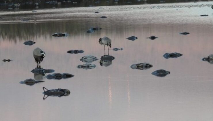 İsrail’de kuş gribi salgını: 5000 göçmen turna öldü