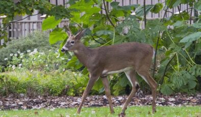 Kanada’da geyiklerde ilk kez koronavirüse rastlandı