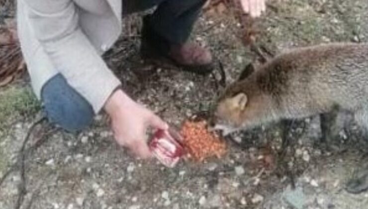 Kırklareli’de araçların önüne geçerek yiyecek isteyen tilki