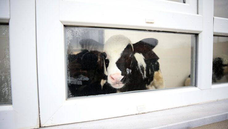 Kırklareli’nde taşkından kurtardığı buzağılarını balkonunda besliyor