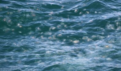 Marmara Denizi’nde denizanası istilası