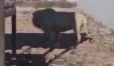 Meksika’da bir aslan yavrusunu yedi