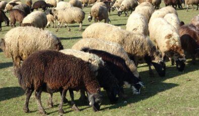 Muş’ta hava sıcaklığı besicilere yaradı