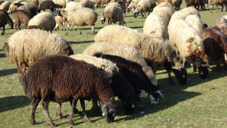 Muş’ta hava sıcaklığı besicilere yaradı