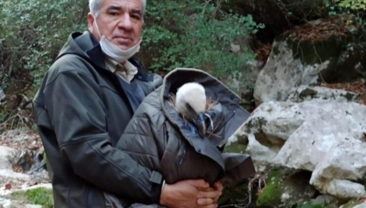 Osmaniye’de bir görevli, bitkin halde bulduğu akbabayı kurtardı