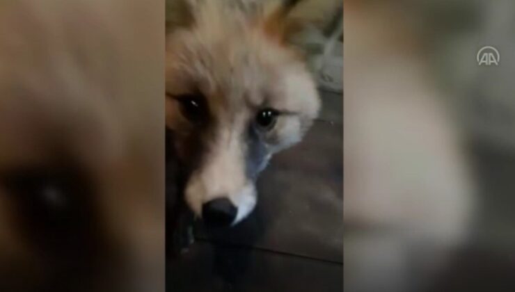 Rizeli esnafın tilkilerle gülümseten sohbeti