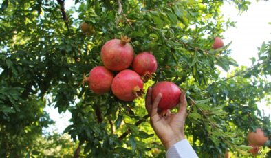 Siirt’te Zivzik narından 40 milyon lira gelir sağlandı
