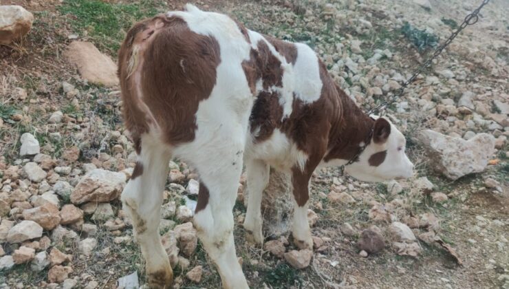 Tunceli’de kuyruksuz buzağı görenleri şaşırttı