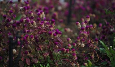 Yalova’da 81 ilden 236 aromatik bitki, tek bahçede yetiştiriliyor