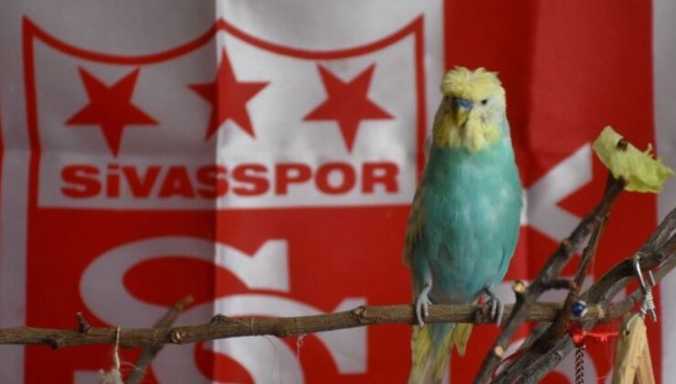 Yiğido adlı muhabbet kuşundan Muslera’ya ‘geçmiş olsun’ mesajı