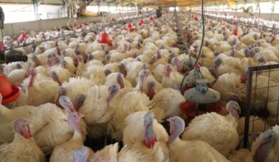 Yılbaşı hindileri satışa hazırlanıyor