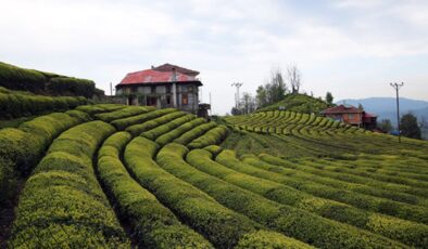 Zincir marketlerin çay stoğuna tepki: Çay stoğu yapan haindir
