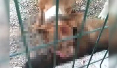 Adıyaman’da kafesi parçalayan pitbull başka bir köpeği boğarak öldürdü
