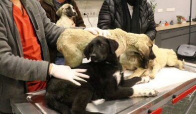Ankara’da zehirlendiği tahmin edilen 9 yavru köpekten 4’ü öldü