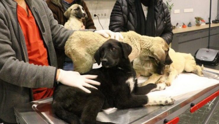Ankara’da zehirlendiği tahmin edilen 9 yavru köpekten 4’ü öldü