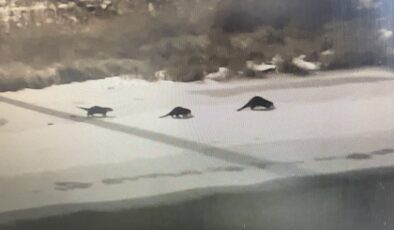 Bayburt’ta su samuru ailesinden alabalık tesisinde gece avı